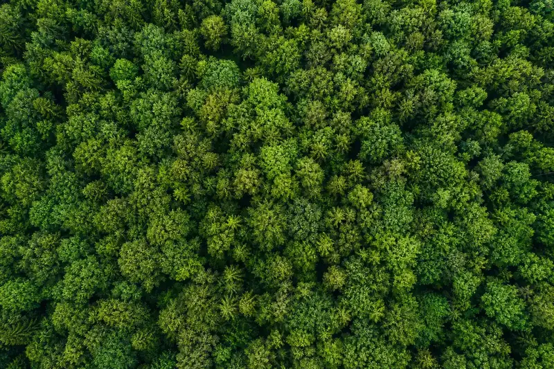 Forêt verdoyante vue du ciel et papier FSC Vue aérienne d’une forêt verdoyante évoquant le papier certifié FSC